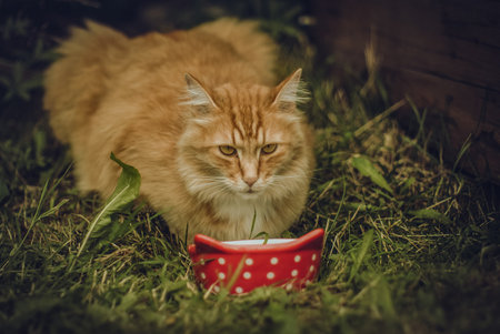 Red street cat came to eat, in the villageの写真素材