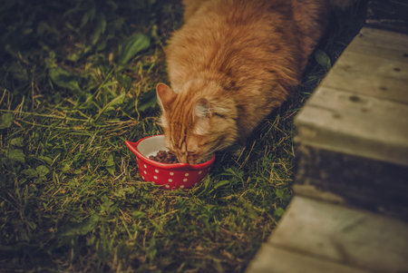 Red street cat came to eat, in the villageの写真素材
