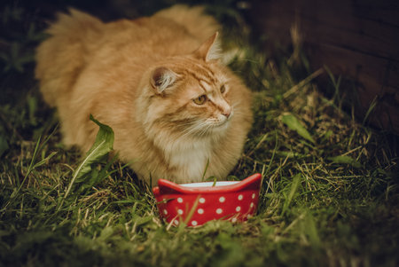 Red street cat came to eat, in the villageの写真素材