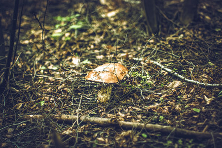 The mushroom grows in a dark forest, among dense grassの写真素材