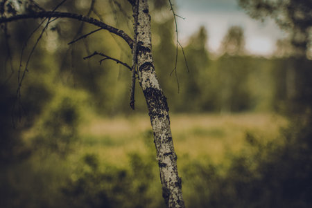 Young birch in field in summer, cloudy dayの写真素材