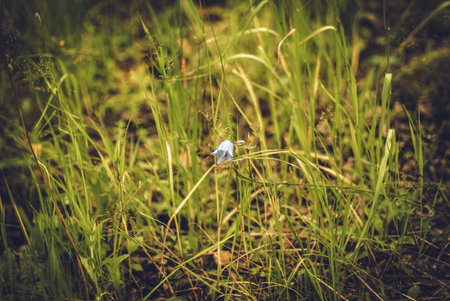 Blue bellflower growing in field, macro photographyの写真素材