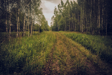 muddy dirt road through forest on a cloudy day, in summerの写真素材