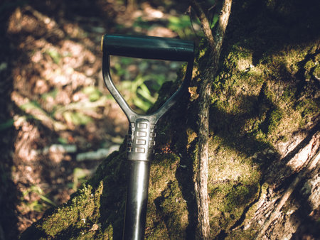 Shovel leaning against a tree in the forest, in summer
