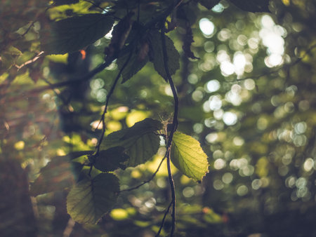 sunlight on hazel leaves in forest, summerの写真素材
