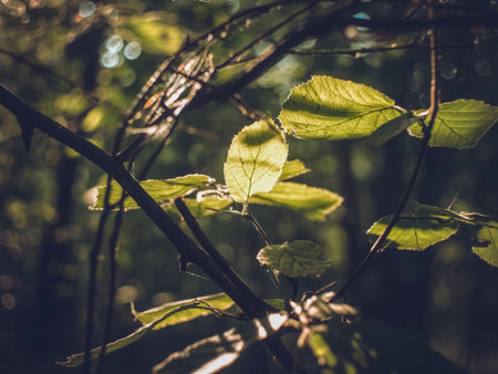 sunlight on hazel leaves in forest, summerの写真素材