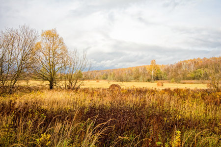 Bright birch forest in late autumn in cloudy weatherの写真素材