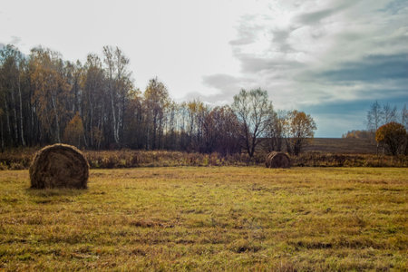 A mown field in late autumn on a cloudy day, Russiaの写真素材