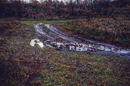 dirt road through forest after heavy rain, in autumnの写真素材