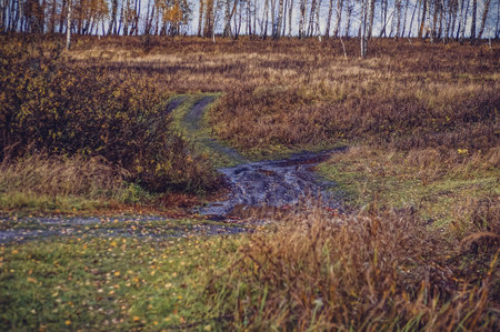 dirt road through forest after heavy rain, in autumn