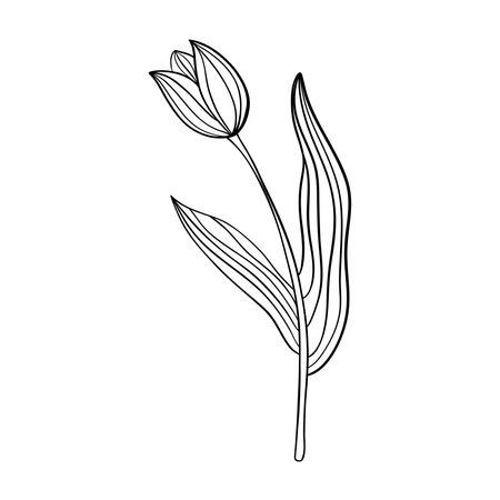 Tulip flower line art. Minimalist outline drawing. single line drawing. Vector isolated floral elements.のイラスト素材