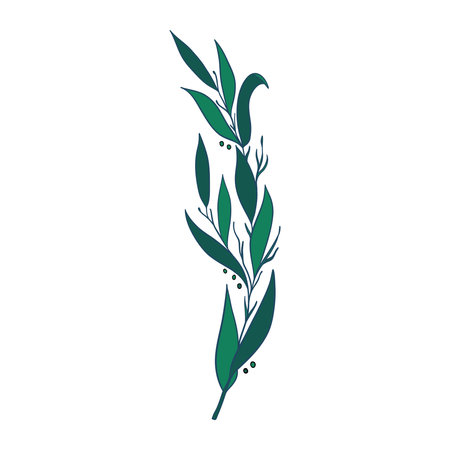 Green sprig of rosemary cartoon style, isolated vector icon. Graphic element for packaging, for rosemary products.のイラスト素材