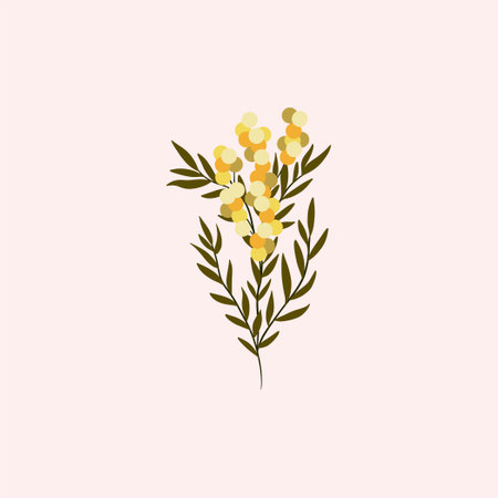 Branch of Mimosa isolated on white background. Spring yellow flowers. Vectorのイラスト素材