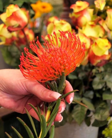  Red protea flower in a hand