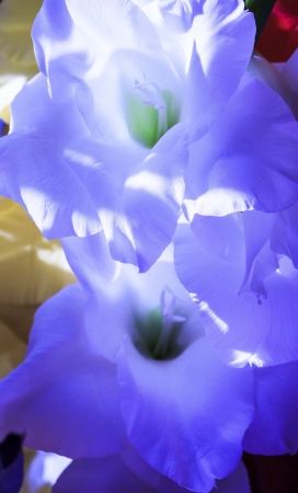 Blue shimmering white gladiolusの写真素材