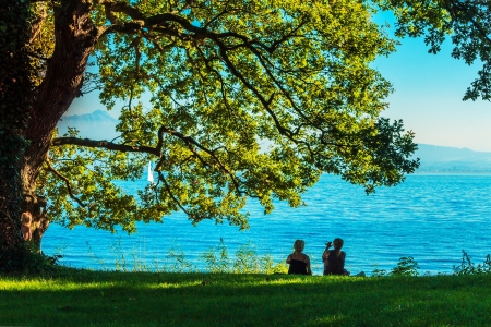An old oak tree on the lake shore in the eveningの写真素材