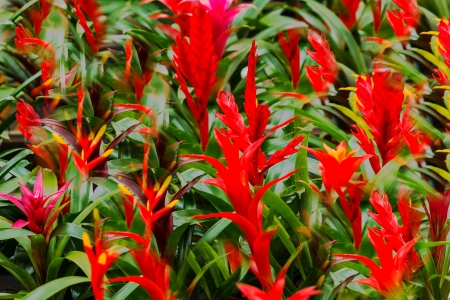 Beautiful red bromelia tropical flowersの写真素材