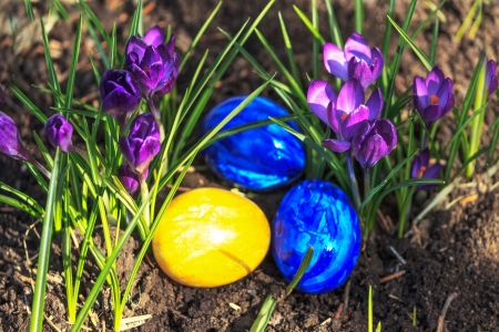 Easter eggs between purple crocusesの写真素材