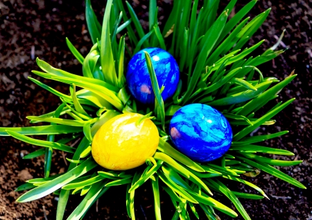 Blue and yellow Easter eggs in flower bedの写真素材