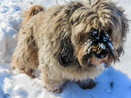  Happy Tibet Terrier in the snowの写真素材
