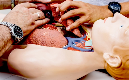 Human anatomy body dollの写真素材