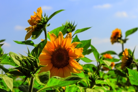 Growing sunflowers in early summer in field 