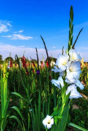 Beautiful white gladiolus on blue skyの写真素材