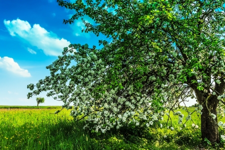 An old blooming apple tree on green meadowの写真素材