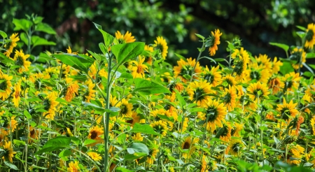 Sunflowers in the fieldの写真素材