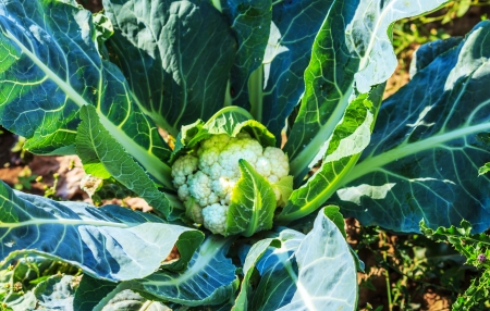 Growing cauliflower in the field の写真素材