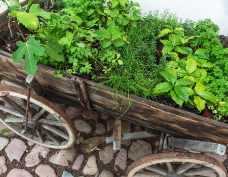 Fresh green herbs in ancient wooden hand cartの写真素材