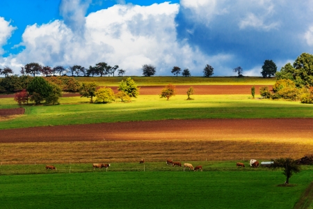 Fields in gorgeous autumn colors