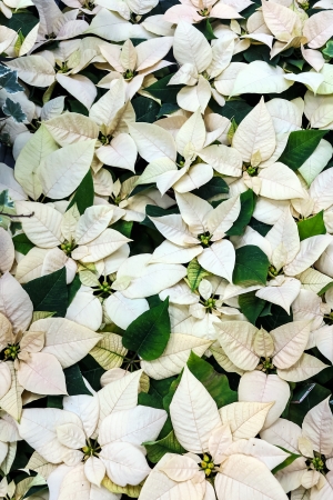  Euphorbia Pulcherrima whiteの写真素材