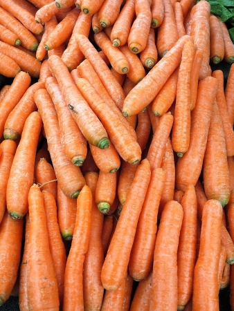 Fresh carrotsの写真素材