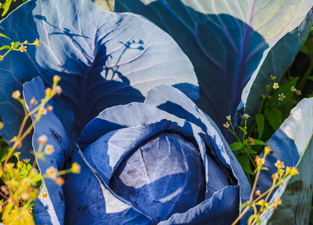 Wonderful red cabbage plant in summerの写真素材