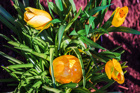 Yellow Easter egg and tulips in a garden