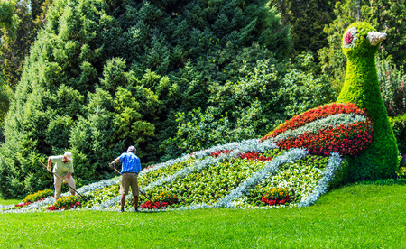 MAINAU, GERMANY-JULY 30, 2013  Gardeners working at the flower bird on Flower Island Mainau, a unique Island of Flower, Lake Constanceのeditorial素材