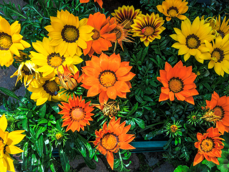 Yellow and orange gazania flowers, also known as treasure flowerの写真素材