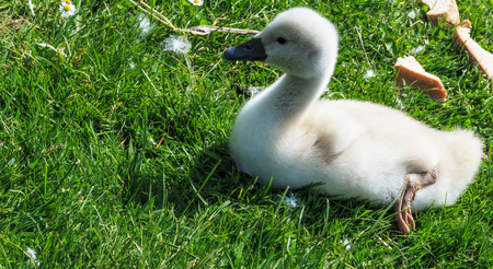Baby Swan on the green meadow の写真素材