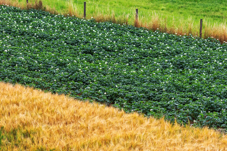 Flowering potato plants and golden barley fieldの写真素材