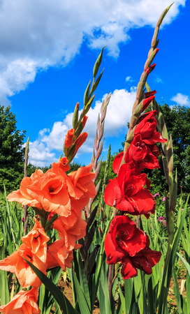 Red and salmon colored gladiolus flowers in fieldの写真素材