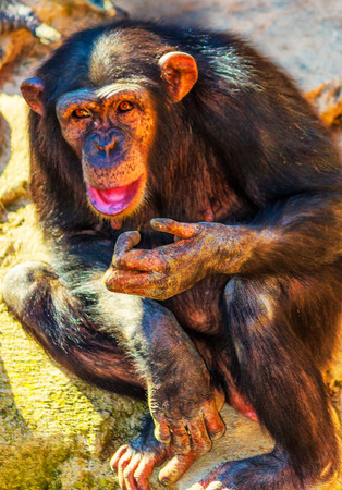 Thoughtfully looking monkey    の写真素材