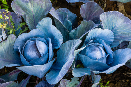Wonderful red cabbage plants in field before harvestの写真素材