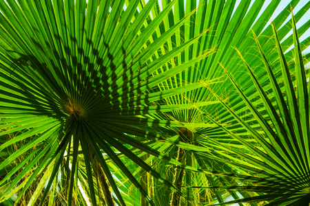 Beautiful green leaves of palm tree in the sunshineの写真素材