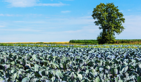 Landscape with red cabbage field in summerの写真素材