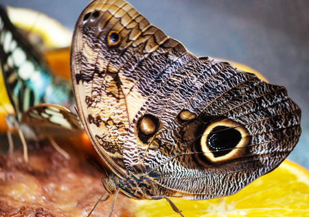 Caligo Memnon Butterflyの写真素材