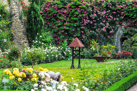 Rose Garden in the castle of Eltville am Rhein, the biggest town in the Rheingau, Germany. It lies on the German Timber-Frame Road (Fachwerkstrasse)のeditorial素材