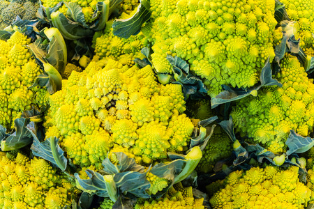 Yellow Cauliflower Romanescoの写真素材