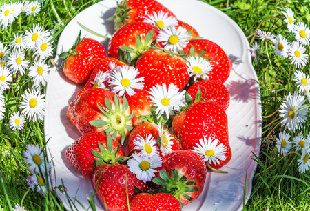 Strawberries with daisiesの写真素材
