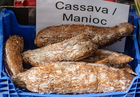 Cassava Manioc - potato of the Incasの写真素材